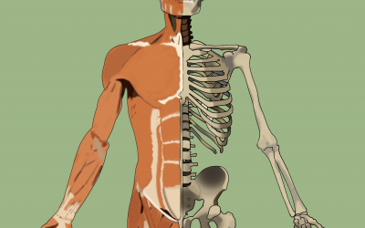 Anatomy and Physiology Module Three